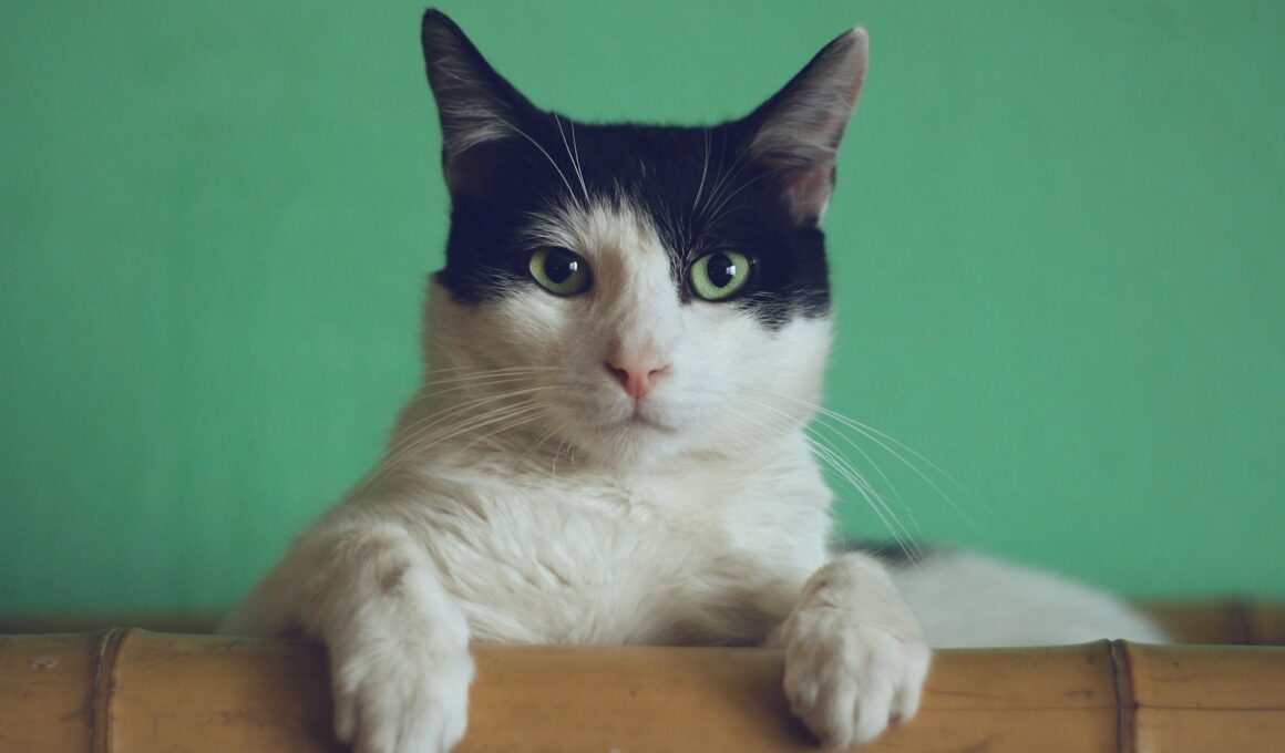 black and white cat lying on brown bamboo chair inside room