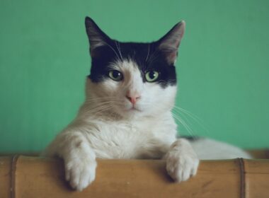 black and white cat lying on brown bamboo chair inside room