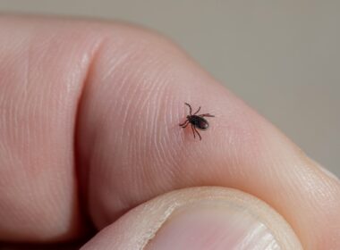 a small black insect sitting on top of a persons finger